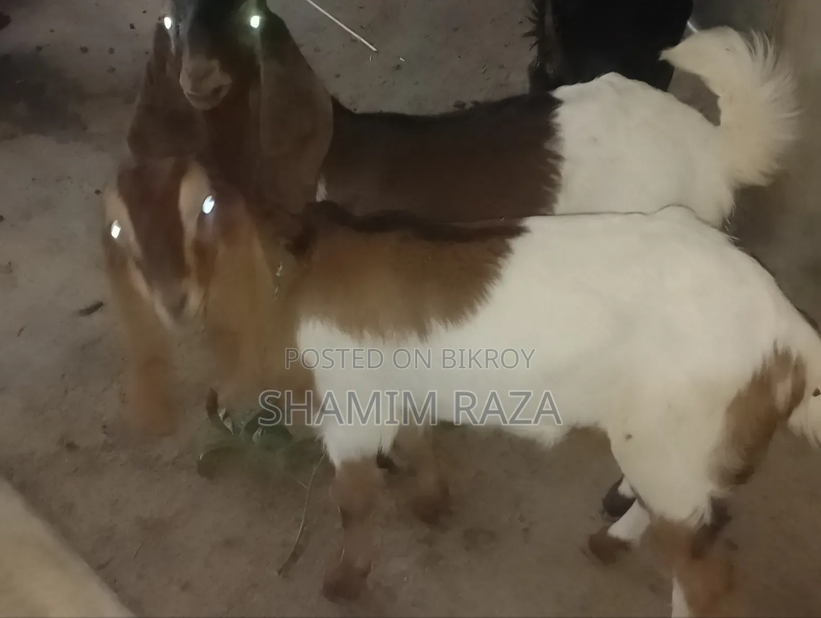 High-Quality Tota Pori Goat