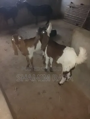 High-Quality Tota Pori Goat