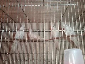 এডাল কোকাটেল পাখি বিক্রি হবে