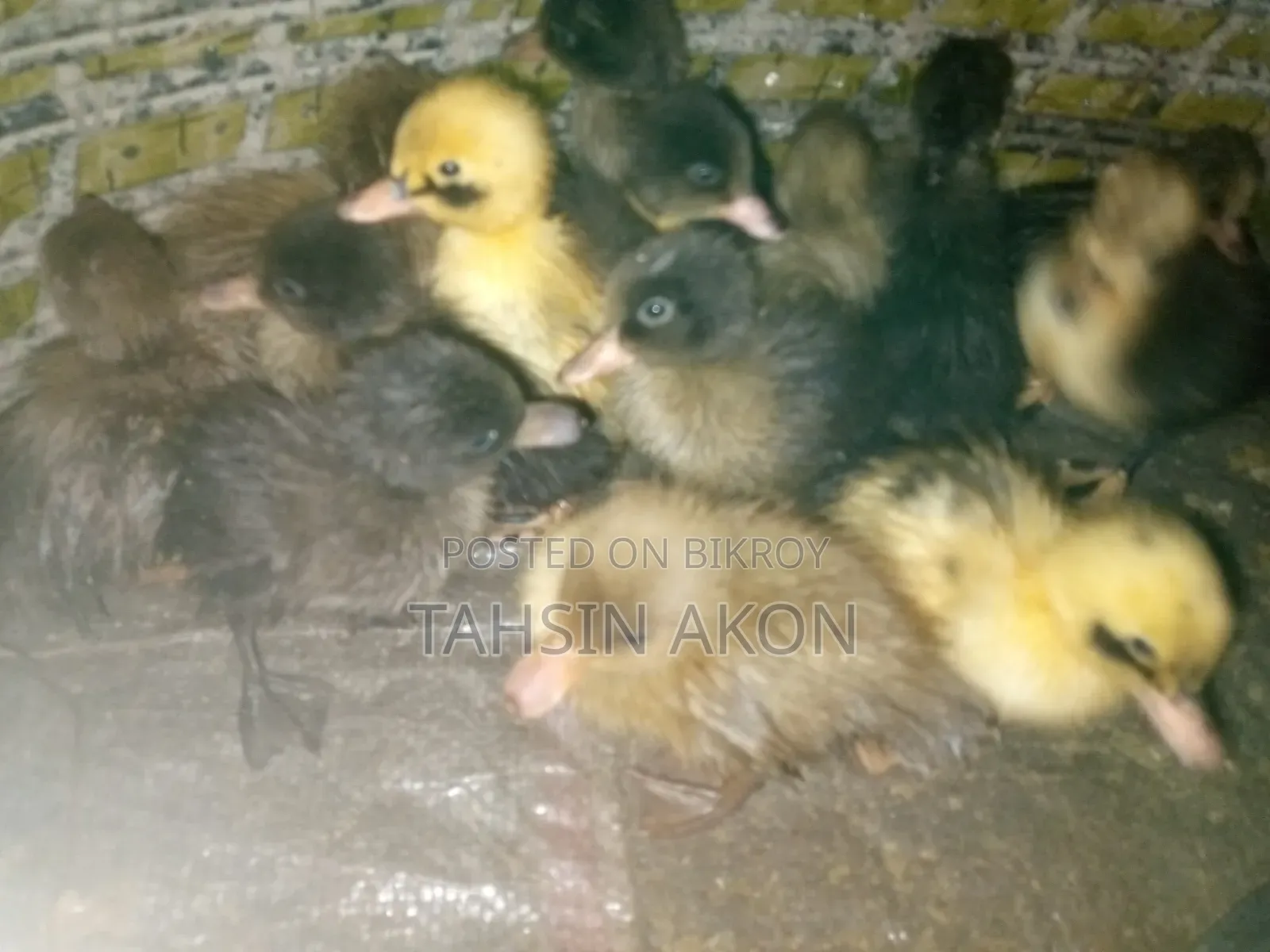 Ducklings
