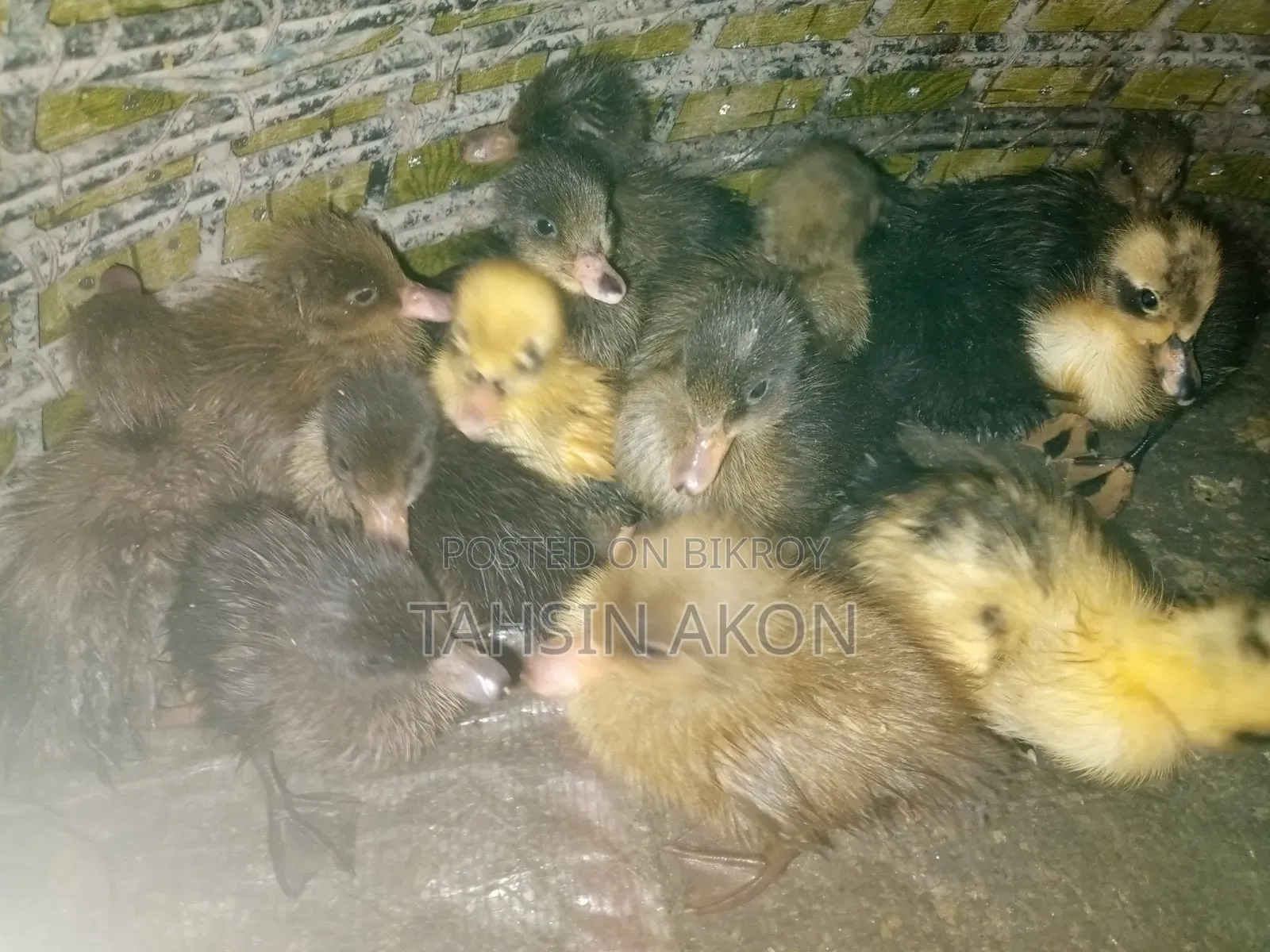 Ducklings
