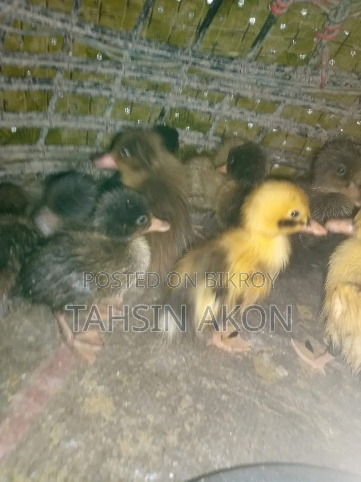 Ducklings