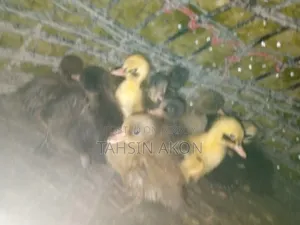 Ducklings