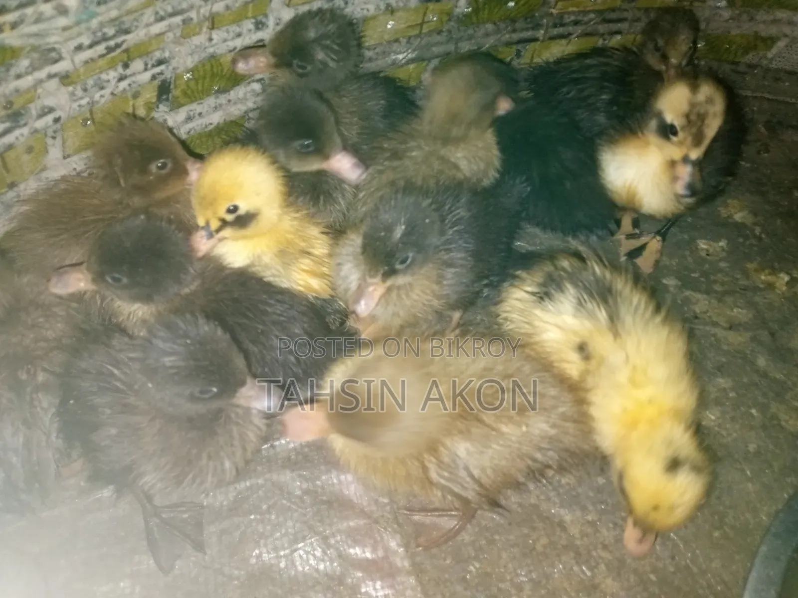 Ducklings