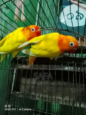 Love Bird Pair