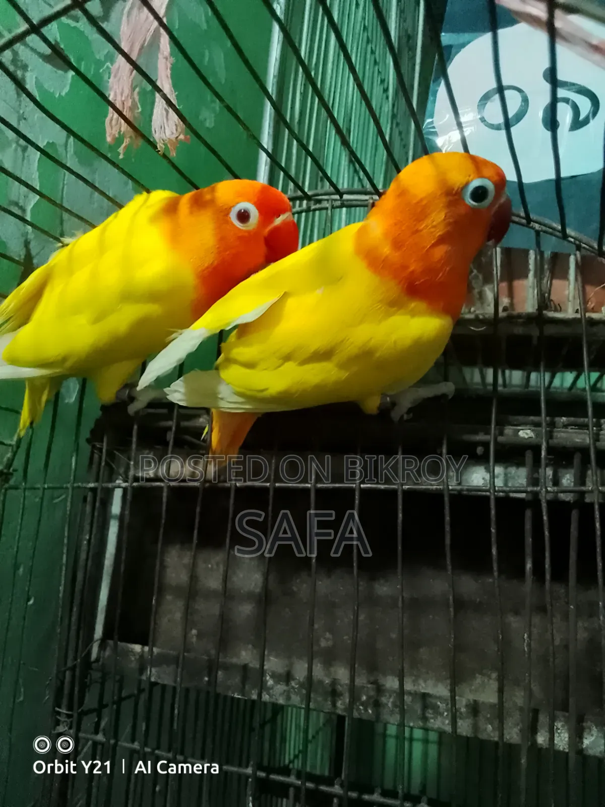 Love Bird Pair