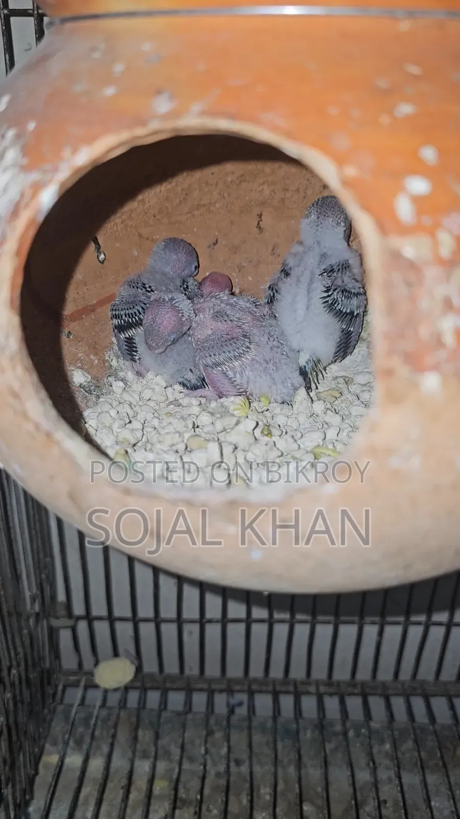 Budgie Birds 3 Pairs Including Babies