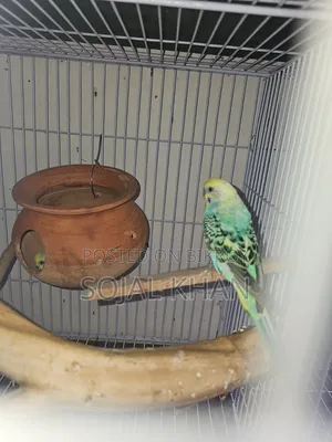Budgie Birds 3 Pairs Including Babies
