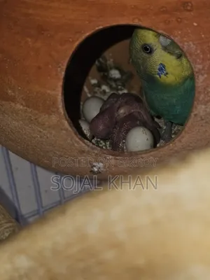 Budgie Birds 3 Pairs Including Babies