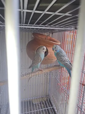 Budgie Birds 3 Pairs Including Babies