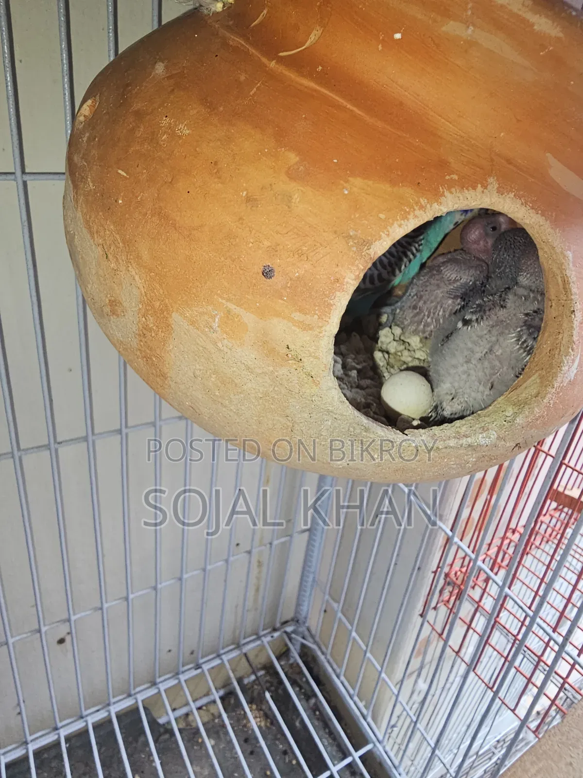 Budgie Birds 3 Pairs Including Babies