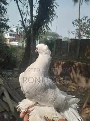 লক্কা কবুতর