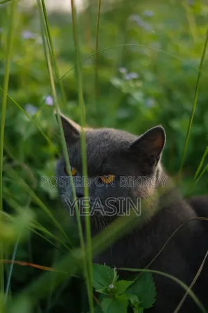 1+ Year Male Purebred British Shorthair