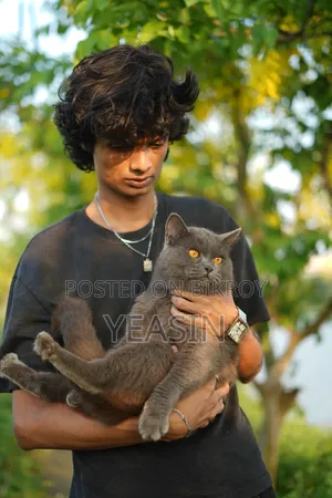 1+ Year Male Purebred British Shorthair