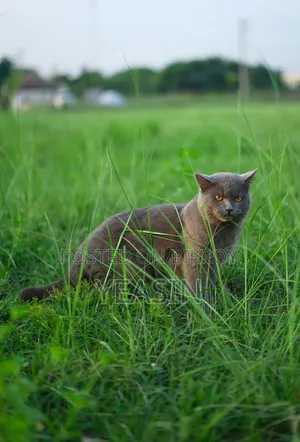 1+ Year Male Purebred British Shorthair