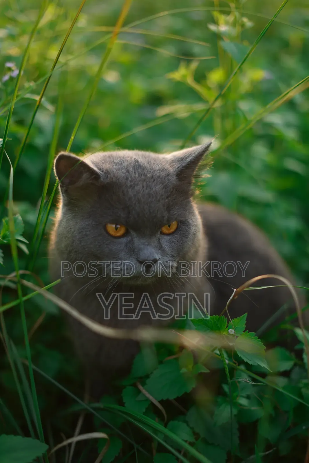 1+ Year Male Purebred British Shorthair