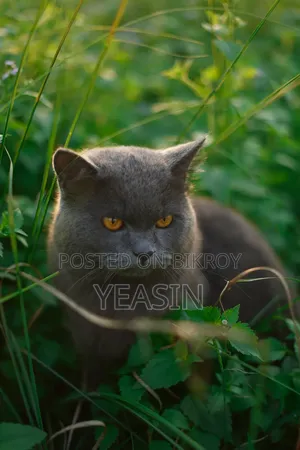 1+ Year Male Purebred British Shorthair