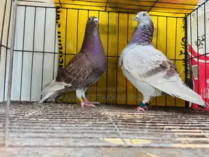 রেসার কবুতরের জোড়া