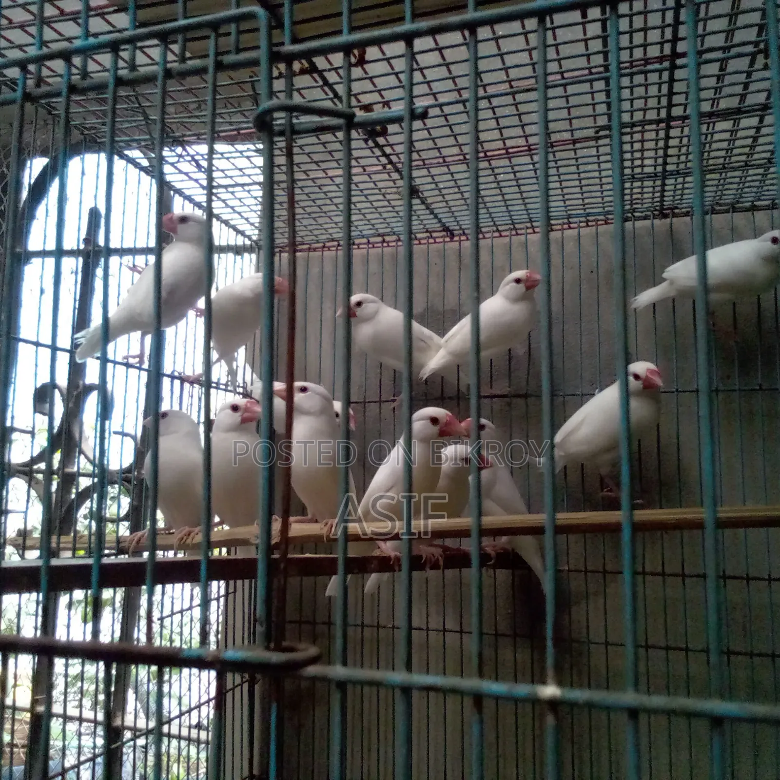 Java Finch New Adult