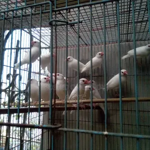 Java Finch New Adult