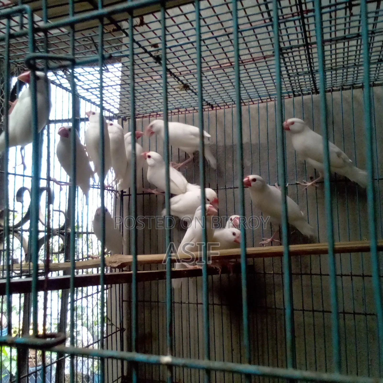 Java Finch New Adult