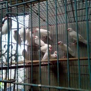 Java Finch New Adult