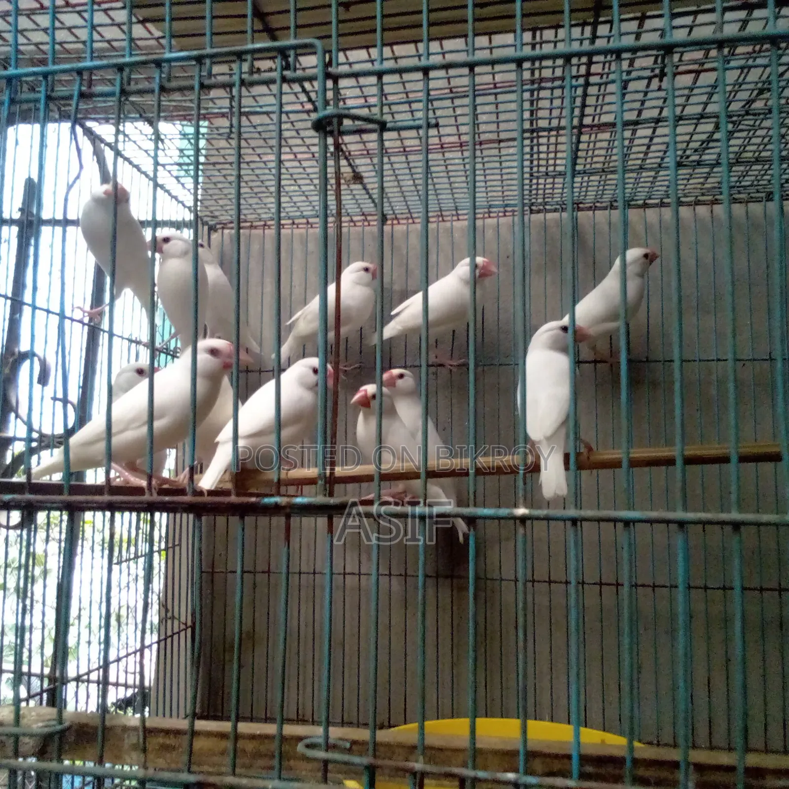 Java Finch New Adult