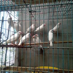 Java Finch New Adult
