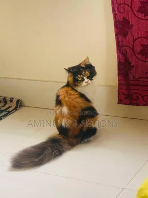 1+ Year Female Purebred Chinese Li Hua