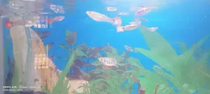 A Grade Mix Guppy for Sale