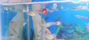A Grade Mix Guppy for Sale