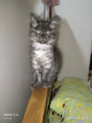 1-3 Months Male Purebred Persian