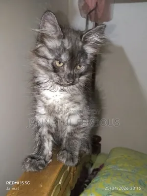 1-3 Months Male Purebred Persian