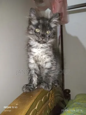 1-3 Months Male Purebred Persian