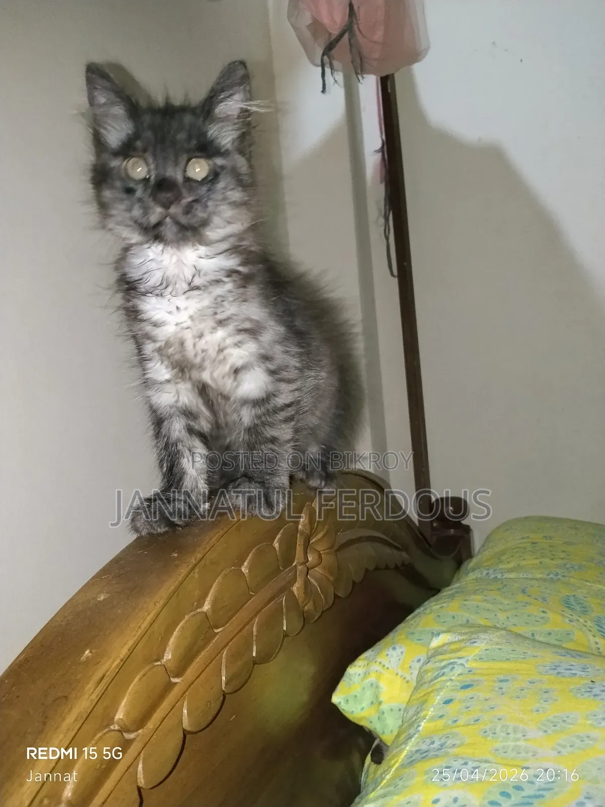 1-3 Months Male Purebred Persian