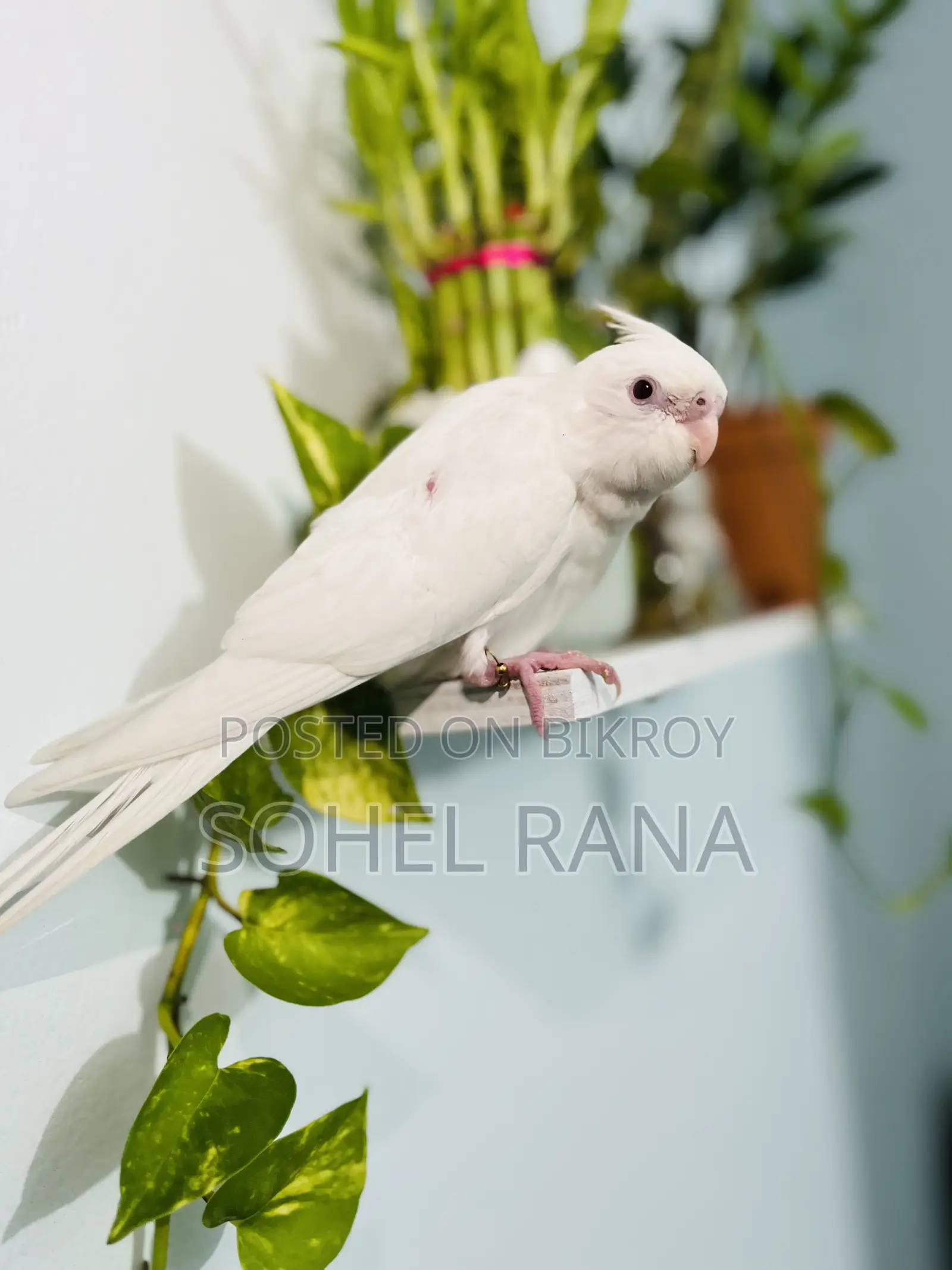 Cockatiel Bird (Tame) Albino