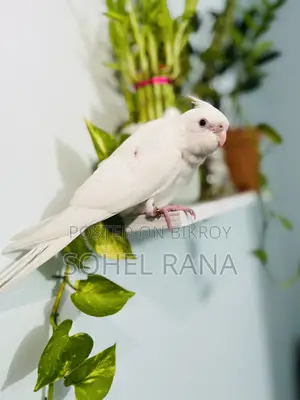 Cockatiel Bird (Tame) Albino