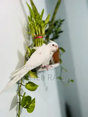 Cockatiel Bird (Tame) Albino