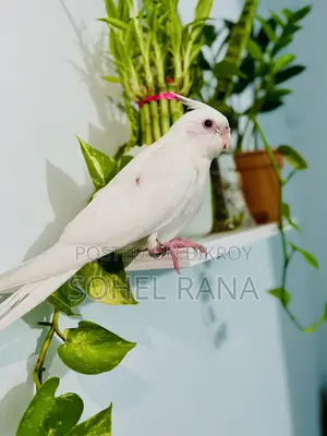 Cockatiel Bird (Tame) Albino