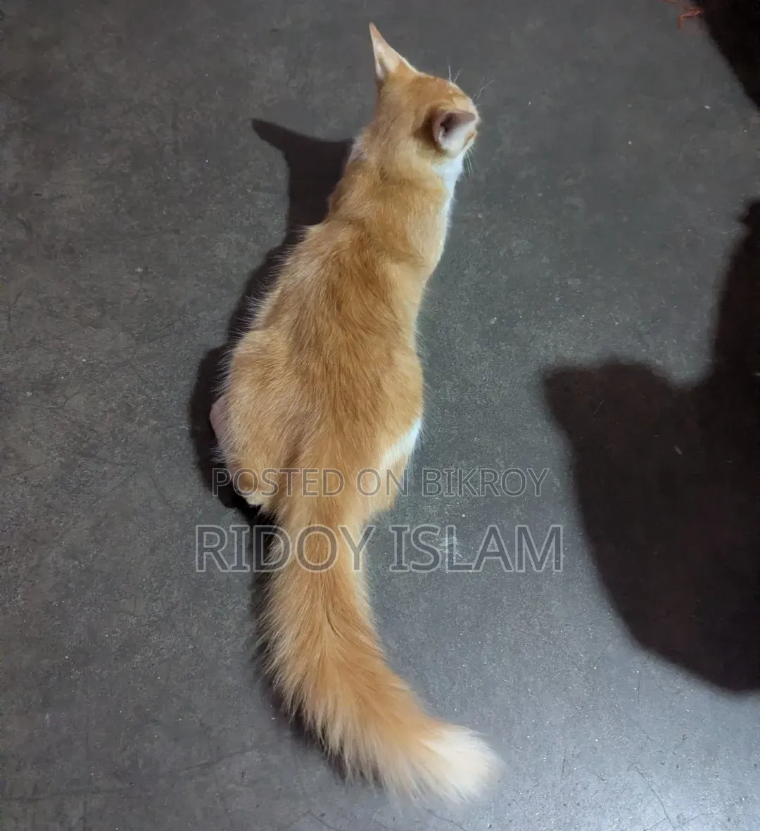 1-3 Months Male Purebred Persian