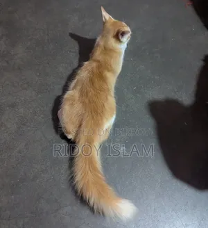 1-3 Months Male Purebred Persian