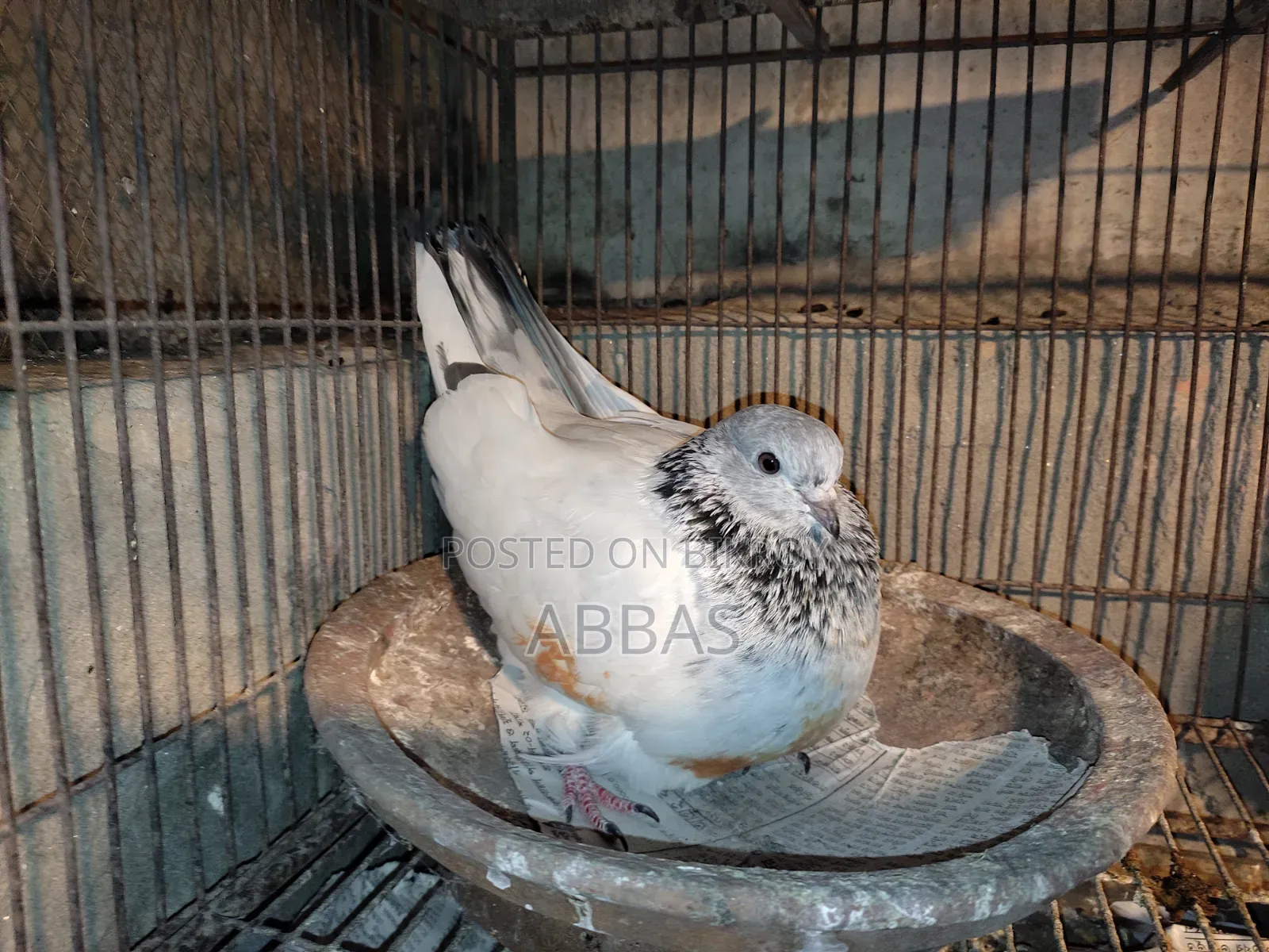 জিরা গলা মাদি রানী