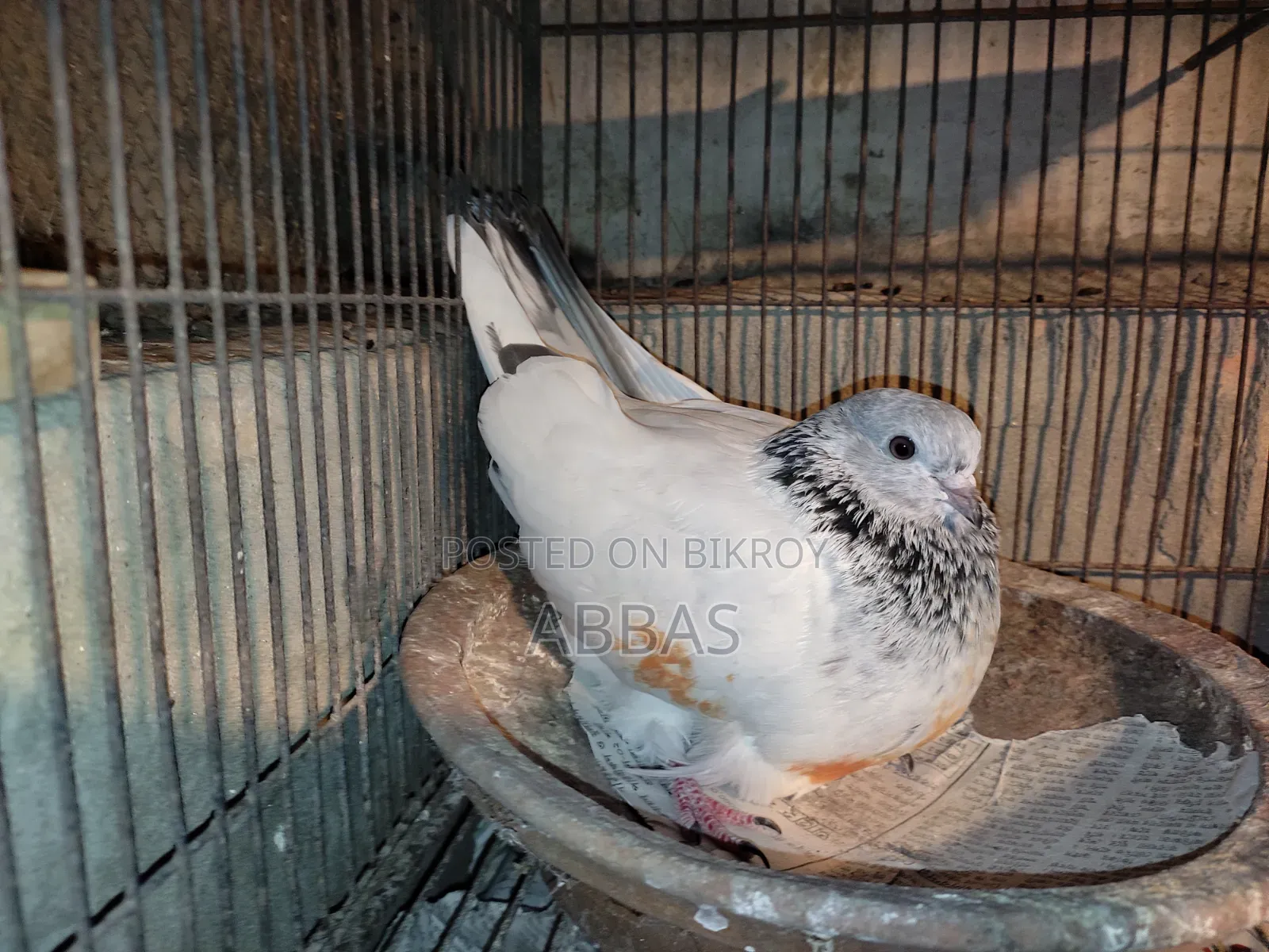 জিরা গলা মাদি রানী
