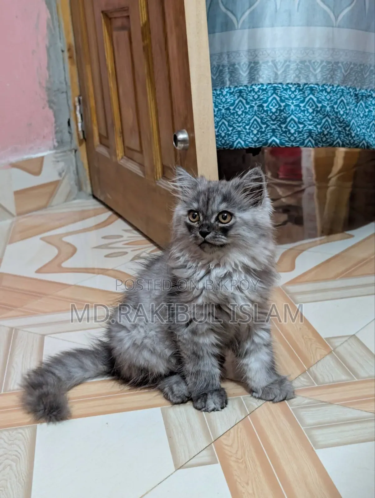 1-3 Months Male Purebred Persian