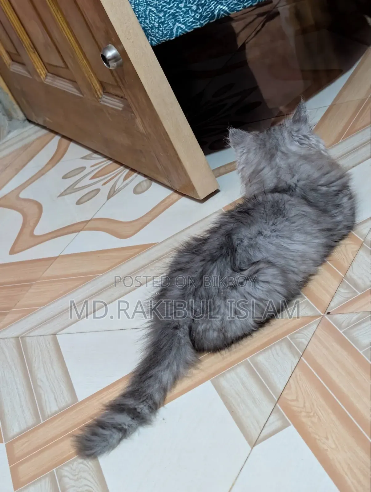 1-3 Months Male Purebred Persian