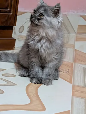1-3 Months Male Purebred Persian