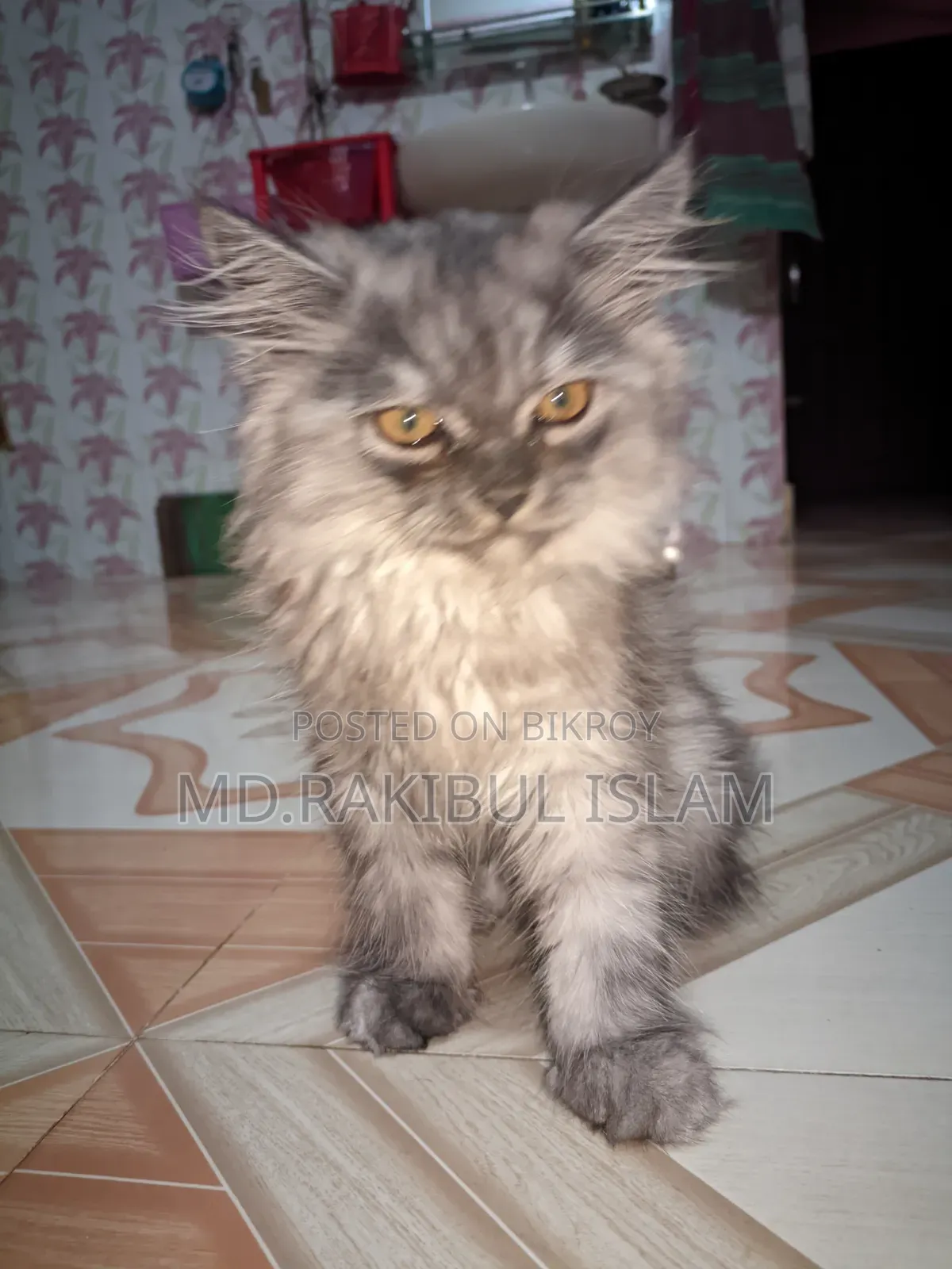 1-3 Months Male Purebred Persian
