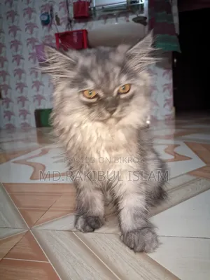 1-3 Months Male Purebred Persian