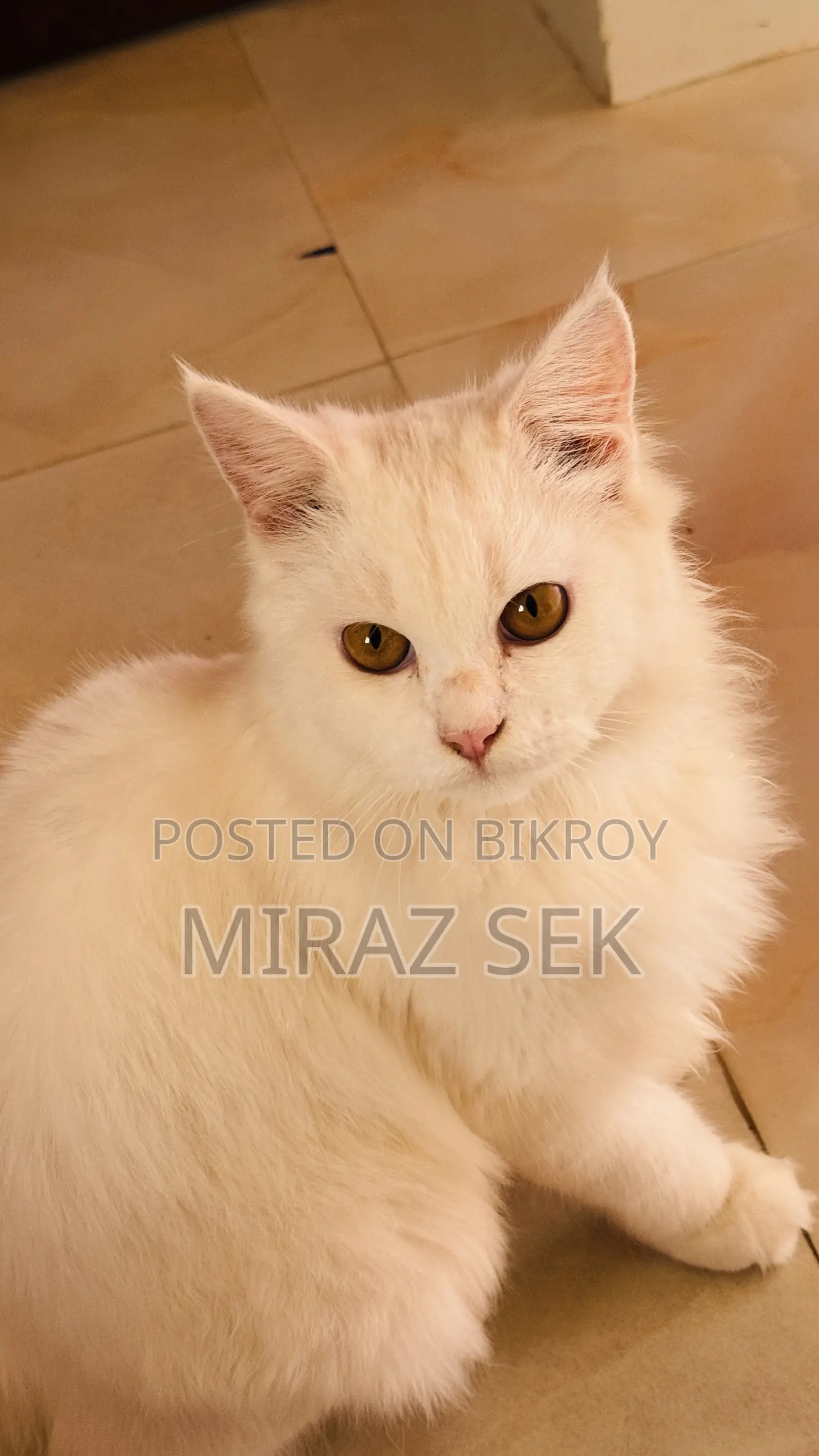 6-12 Months Male Purebred Persian