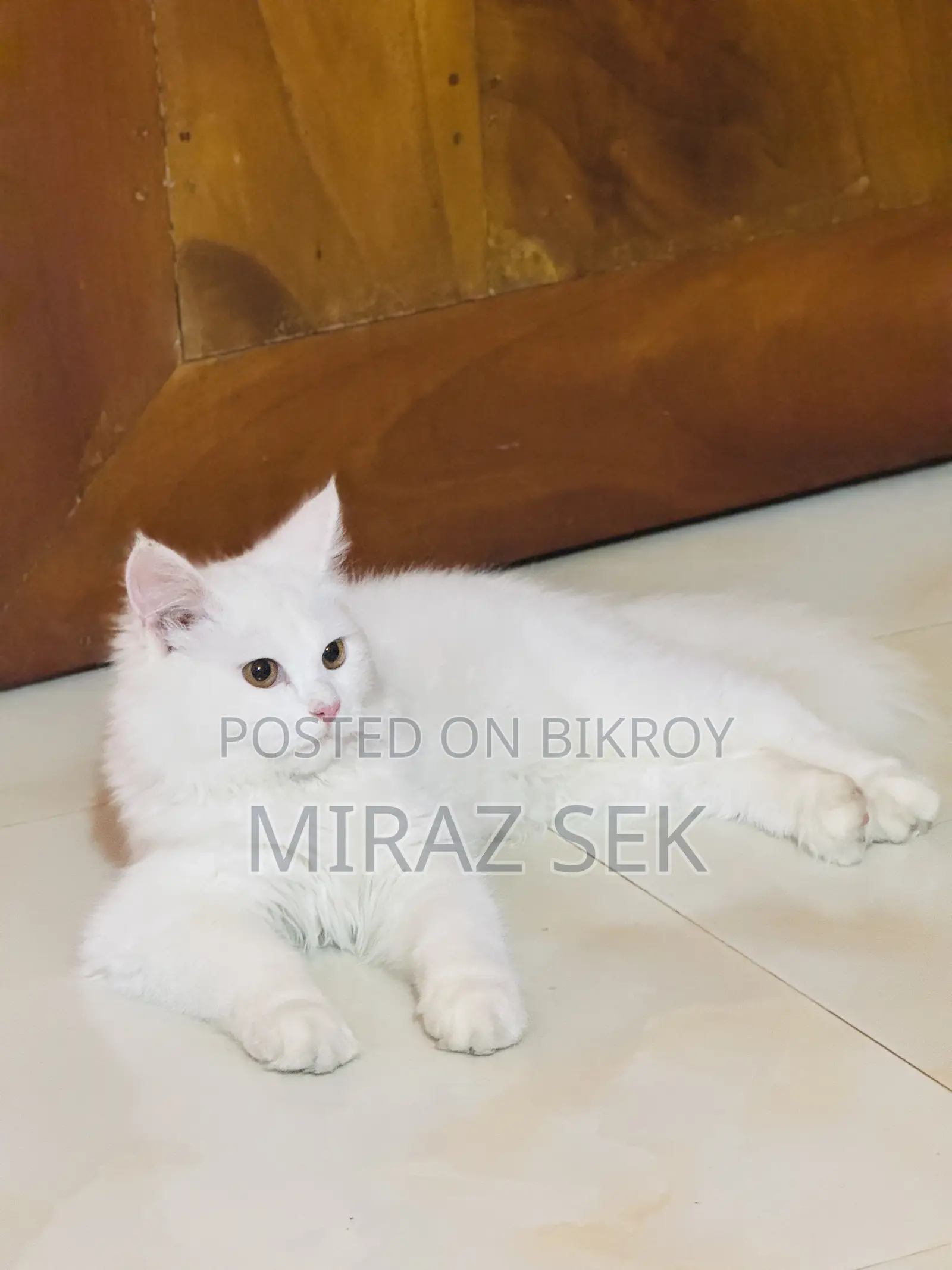 6-12 Months Male Purebred Persian